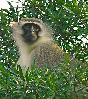 The Lookout A Vervet Monkey in the trees on guard duty looks out for signs of danger Africa,Chlorocebus pygerythrus,Geotagged,Monkey,South Africa,Vervet monkey