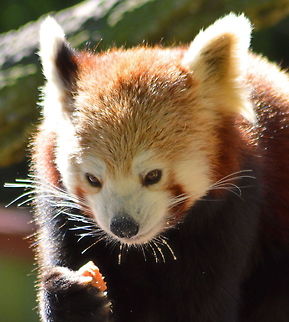 Red Panda eating Red Panda Feeding Ailurus fulgens,Australia,Geotagged,Red panda