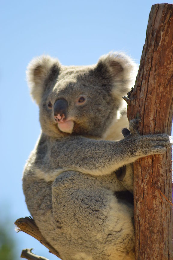 Koala Australian Koala on a tree Australia,Geotagged,Koala,Phascolarctos cinereus