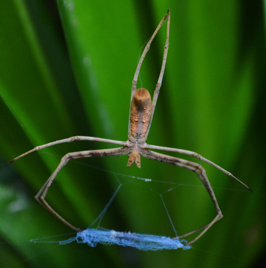 Net Casting Spider A Net casting spider awaits the approach of insects with its net held by front four legs. It&#039;s eight eyes provide very good eyesight and it will hang head down awaiting approaching insect prey. To catch it&#039;s prey it will stretch the net 3 to 4 times the normal size and lunge downwards trapping its prey in the net Australia,Deinopis subrufa,Geotagged,Spiders,Summer