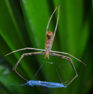 Net Casting Spider A Net casting spider awaits the approach of insects with its net held by front four legs. It's eight eyes provide very good eyesight and it will hang head down awaiting approaching insect prey. To catch it's prey it will stretch the net 3 to 4 times the normal size and lunge downwards trapping its prey in the net Australia,Deinopis subrufa,Geotagged,Spiders,Summer