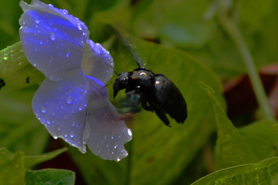 Big Black Carpenter Bee A large black carpenter Bee approaches a nectar flower in the jungle gardens of Sandakan in the Sabah region of Malaysia Bees,Geotagged,Insects,Malaysia,Spring,Tropical carpenter bee,Xylocopa latipes,carpenter bees