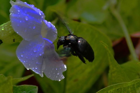 Big Black Carpenter Bee A large black carpenter Bee approaches a nectar flower in the jungle gardens of Sandakan in the Sabah region of Malaysia Bees,Geotagged,Insects,Malaysia,Spring,Tropical carpenter bee,Xylocopa latipes,carpenter bees