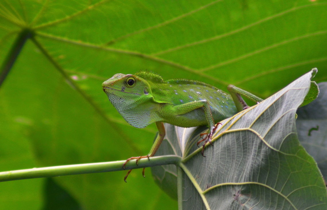 Green Crested Lizard A green Crested Lizard from the Jungle bushlands at Sandakan in Malysia Bronchocela cristatella,Geotagged,Green Crested Lizard,Lizards,Malaysia,Reptiles,Spring