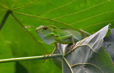 Green Crested Lizard A green Crested Lizard from the Jungle bushlands at Sandakan in Malysia Bronchocela cristatella,Geotagged,Green Crested Lizard,Lizards,Malaysia,Reptiles,Spring