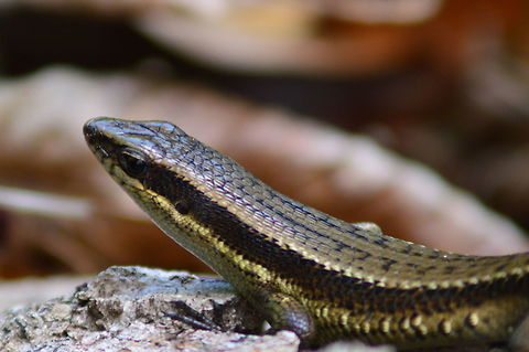 Black Banded Skink A Black Banded Skink lying on a log baskes in the sun Black Banded Skink,Eutropis rudis,Geotagged,Lizards,Malaysia,Reptiles,Rough Mabuya,Skinks,Spring
