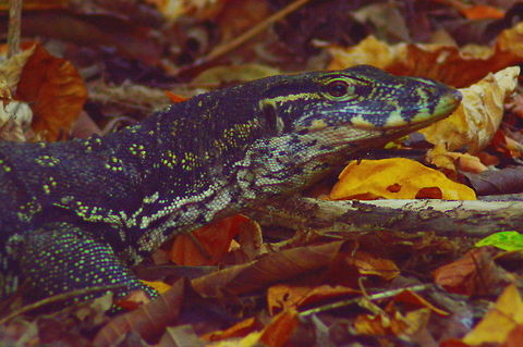 Through the Fallen Leaves A Water Monitor stalks through the fallen leaves on Selingan Island in Malaysia Geotagged,Lizards,Malaysia,Monitors,Reptiles,Varanus salvator,Water Monitor,Winter