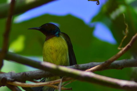 Olive Backed Sunbird Olive Backed Sunbird perched Birds,Cinnyris jugularis,Geotagged,Malaysia,Olive-backed Sunbird,Sunbird,Winter
