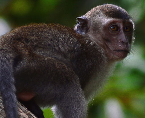 Long Tailed Macaque Portrait of Long Tailed Macaque Crab-eating macaque,Geotagged,Macaca fascicularis,Macaque,Malaysia,Monkeys,Primates,Winter