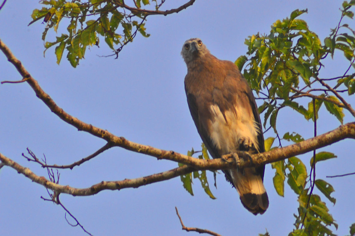 Grey Headed Fish Eagle A Grey Headed Fish Eagle sits high in the trees overlooking the Kinabatangan River casting its eyes of the river for potential prey Birds,Eagles,Geotagged,Ichthyophaga ichthyaetus,Malaysia,Raptors,Spring,grey headed fish eagle