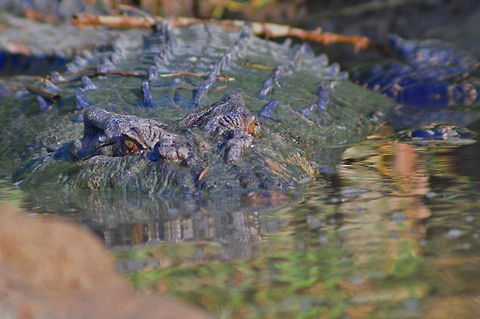 Crocodile Big and Nasty We were boat cruising down the Kinabatangan River and spotted this estuarine crocodile at rest in a small inlet and we stopped to observe when it started to advance on us so we exited the area with some haste Geotagged,Malaysia,Saltwater crocodile,Spring,water reptiles