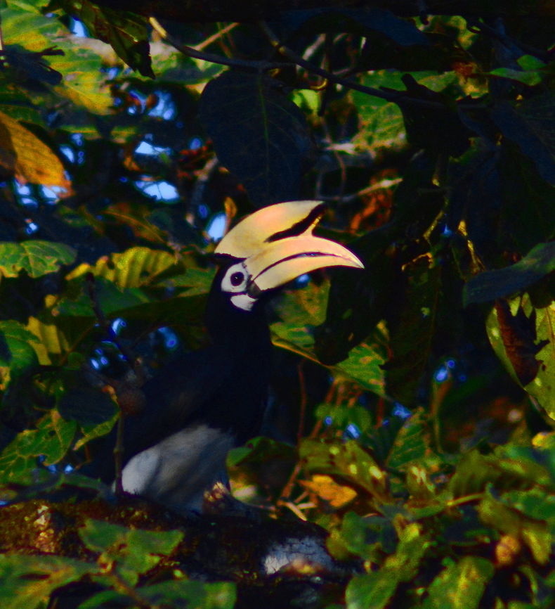 Oriental Pied Hornbill An Oriental Pied Hornbill sits high in the trees along the banks of the Kinabatangan River Anthracoceros albirostris,Birds,Geotagged,Hornbills,Malaysia,Oriental Pied Hornbill,Spring