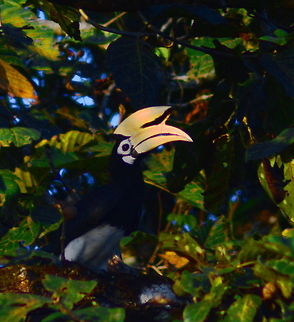 Oriental Pied Hornbill An Oriental Pied Hornbill sits high in the trees along the banks of the Kinabatangan River Anthracoceros albirostris,Birds,Geotagged,Hornbills,Malaysia,Oriental Pied Hornbill,Spring