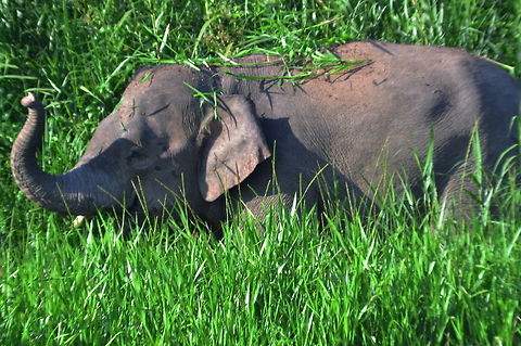Grass Camouflage A Malaysian Pygmy Elephant showers elephant grass over her bach as she browes on the riverside elephant grasses Borneo elephant,Elepahant,Elephas maximus borneensis,Geotagged,Malaysia,Pygmy Elephant,Spring,Wildlife Animals