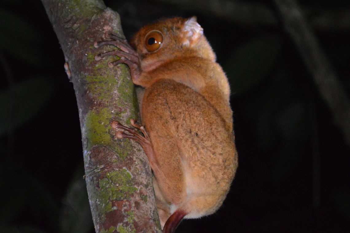Night Perch A Western Tarsier clings to the tree trunk in the jungles near Bilit in Malaysia. The tarsier is a nocturnal member of the monkey family. The unique feature of the Western Tarsier is not only the eyes, but also its other features such as extremely long fingers which have pads on the tips and its toes - flattened nails except for the second and third toes; these end with claw-like nails. Animal,Cephalopachus bancanus,Geotagged,Horsfields tarsier,Malaysia,Nocturnal,Spring,Western Tarsier