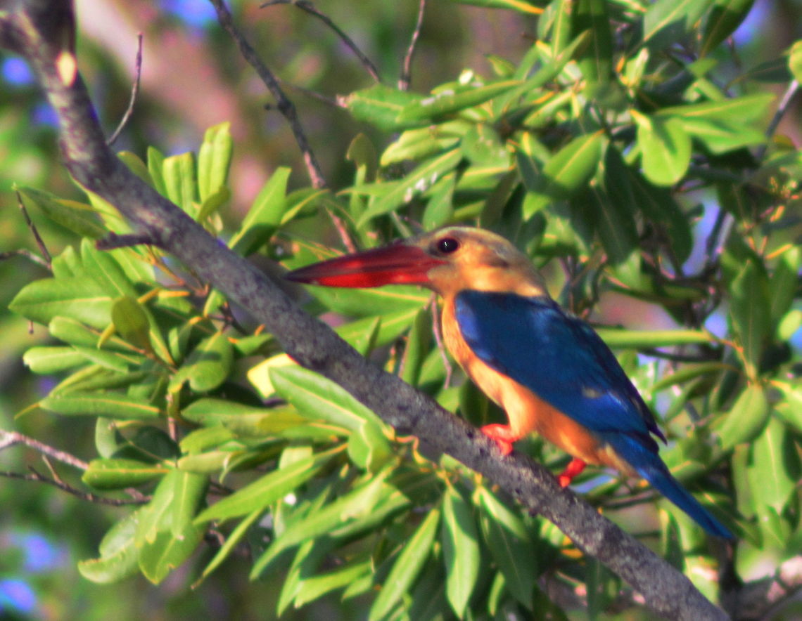 Stork Billed Kingfisher A Stork Billed Kingfisher perched on the branch of a mangrove tree Geotagged,Malaysia,Pelargopsis capensis,Spring,Stork-billed Kingfisher,fishing birds