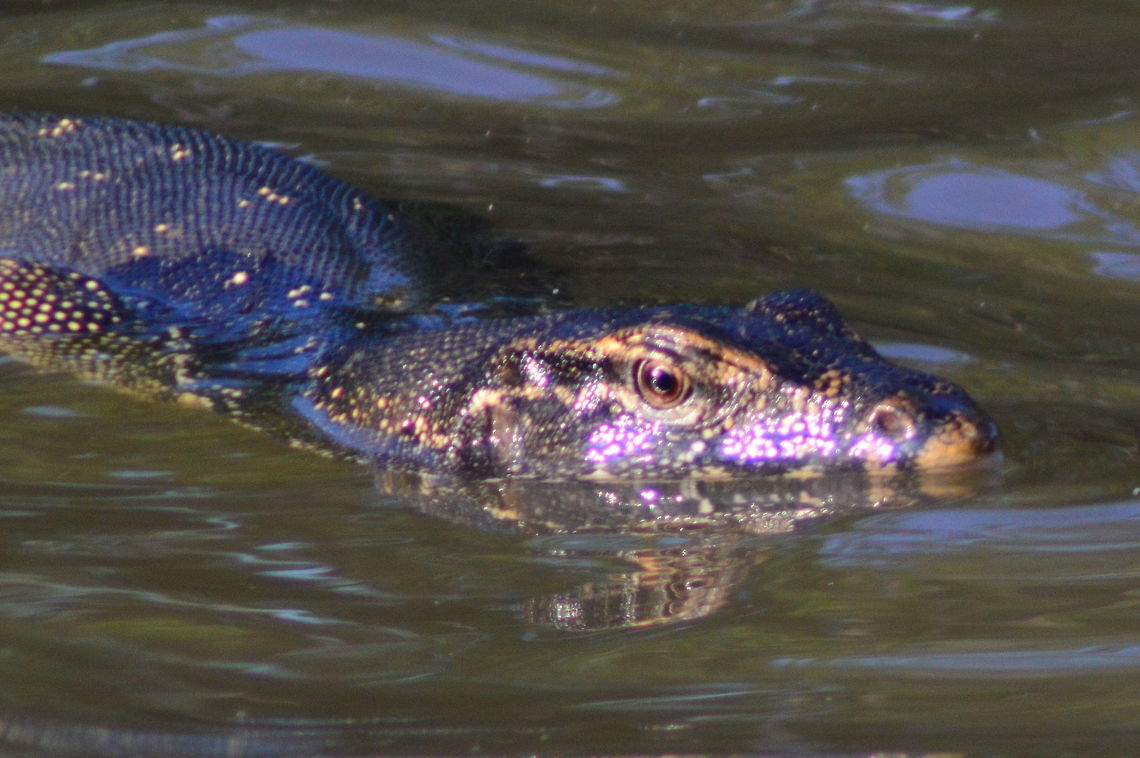 Swimming A Water Monitor swimming Geotagged,Lizards,Malaysia,Spring,Varanus salvator,Water Monitor,water reptiles