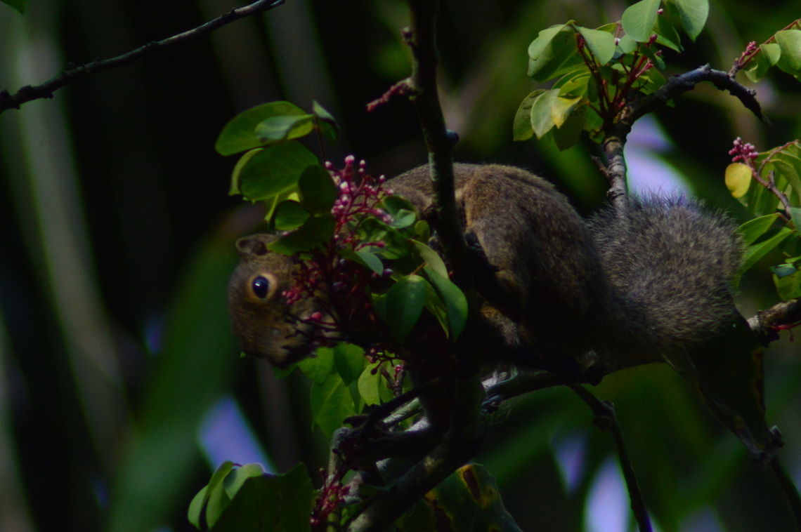 Plantain Squirrel Feeding A Plantain Squirrel late in the afternoon feeds of vegetation high in a tree Callosciurus notatus,Geotagged,Malaysia,Plantain Squirrel,Plantain squirrel,Rodents,Spring,Squirrel