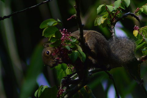 Plantain Squirrel Feeding A Plantain Squirrel late in the afternoon feeds of vegetation high in a tree Callosciurus notatus,Geotagged,Malaysia,Plantain Squirrel,Plantain squirrel,Rodents,Spring,Squirrel