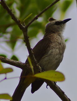 Yellow-Vented Bulbul Portrait of the Yellow-Vented Bulbul Birds,Geotagged,Malaysia,Pycnonotus goiavier,Spring,Yellow-vented Bulbul,yellow-vented bulbul
