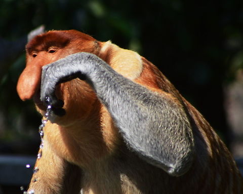 Thirst Quencher A male Probiscus Monkey takes a drink from a small pond at the Probiscus Monkey Sanctuary in Malaysia Geotagged,Malaysia,Nasalis larvatus,Primates,Proboscis monkey,Winter
