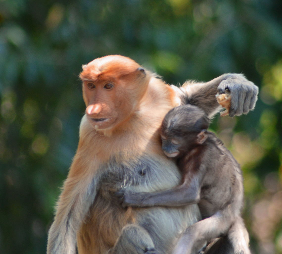 Protecting A female Proboscus Monkey prepares to protect her baby from the attention of other females at the Proboscus Monkey Sanctuary in Malaysia Geotagged,Malaysia,Nasalis larvatus,Primates,Proboscis monkey,Winter
