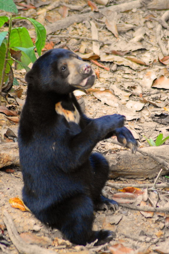 Sun Bear Malaysian Sun Bear known as the smallest bear that has been ravaged by humans and is now an endangered species. this one was at the Sun Bear Conservation Centre in Sepilok Animal,Bear,Geotagged,Helarctos malayanus euryspilus,Malayan Sun Bear,Malaysia,Sun Bear,Sun bear,Ursus malayanus,Winter