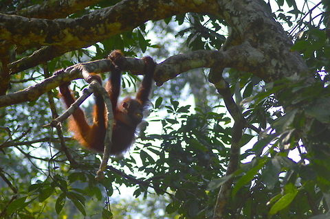 Man of the Forest A juvenile Orangutan in the forest trees near the Gomantong Caves in Borneo Animal,Bornean orangutan,Geotagged,Malaysia,Pongo pygmaeus,Primate,Winter