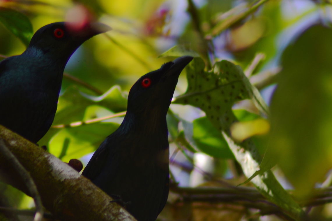 Asian Glossy Starling A pair of Aisan Glossy Starlings perched in trees near the Sepilok Forest Centre in Malaysia Aplonis panayensis,Asian glossy starling,Birds,Geotagged,Malaysia,Starlings,Winter