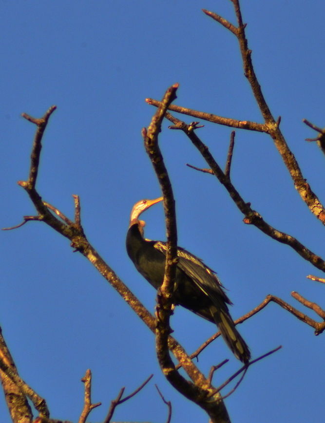 Oriental Darter An Oriental Darter perches on a dead tree on the banks of the Kinabatangan River in Malaysia Anhinga melanogaster,Birds,Geotagged,Malaysia,Oriental Darter,Oriental darter,Spring