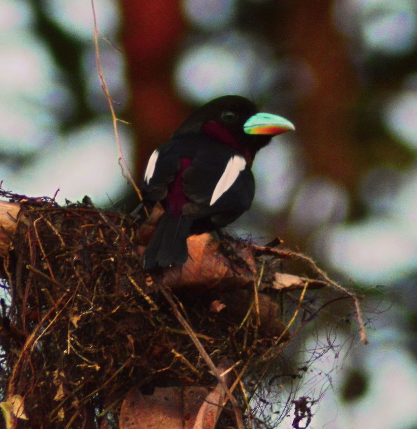 Black and Red Broadbill A black and Red Broadbill on the banks of the Kinabatangan River Birds,Black-and-Red Broadbill,Black-and-red broadbill,Broadbills,Cymbirhynchus macrorhynchos,Geotagged,Malaysia,Spring