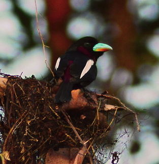 Black and Red Broadbill A black and Red Broadbill on the banks of the Kinabatangan River Birds,Black-and-Red Broadbill,Black-and-red broadbill,Broadbills,Cymbirhynchus macrorhynchos,Geotagged,Malaysia,Spring