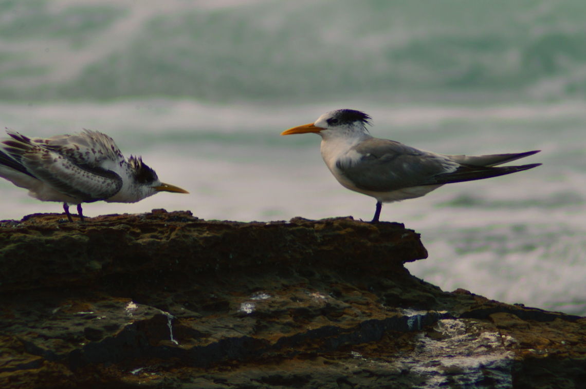 Lessor Crested Tern and Chick A lessor Crested Tern faces her young as it entreats her for a feed on the sea rocks Australia,Geotagged,Lesser crested tern,Lessor Crested Tern,Sea Birds,Summer,Terns,Thalasseus bengalensis