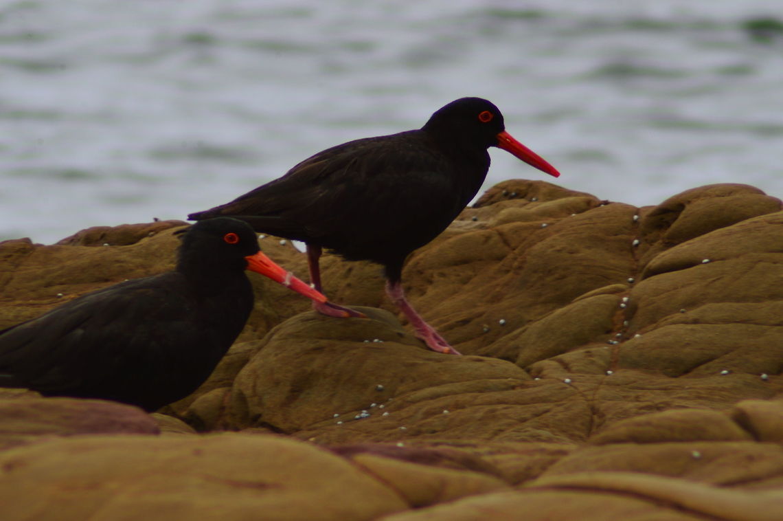 Sooty Oystercatchers A pait of Sooty Oystercatchers on the rocky shoreline at Batemans Bay NSW Australia,Geotagged,Haematopus fuliginosus,Sooty oystercatcher,Summer,shore birds Oystercatchers