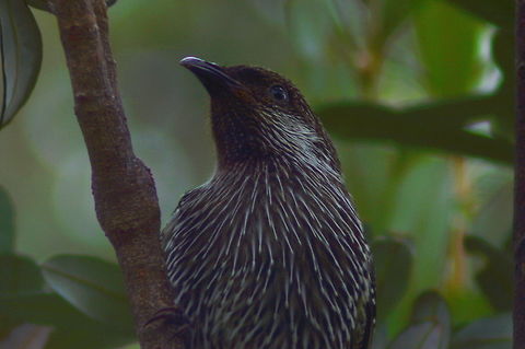 Little Wattlebird Portrait of the Little Wattlebird taken while perched on a Banksia Tree on the south coast near Batemans Bay NSW Anthochaera chrysoptera,Australia,Birds,Geotagged,Little,Little Wattlebird,Summer,nectar eater