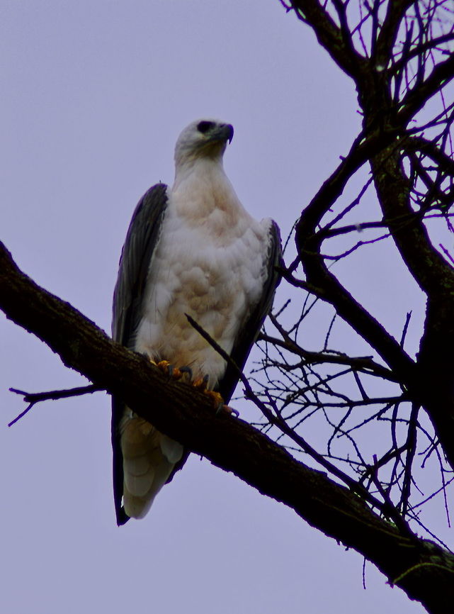 White-Bellied Sea Eagle A White-Bellied Sea Eagle scans the seas from it&#039;s tree perch at Broulee Island on the South Coast of NSW Australia,Birds,Eagles,Geotagged,Haliaeetus leucogaster,Raptors,Summer,White-bellied Sea Eagle