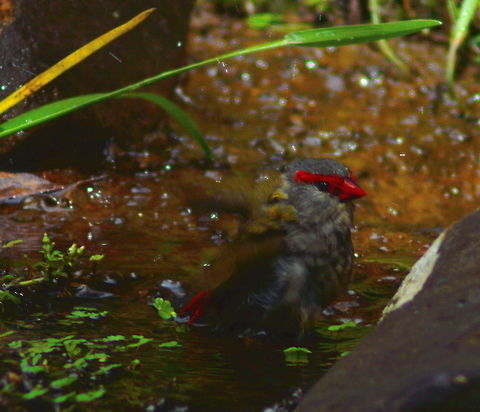 Taking a Bath A Red-Browed Firetail takes a bath in a small stream to cool off on a very warm day in Mogo a small town near Batemans Bay NSW Australia,Birds,Finch,Geotagged,Red-Browed Firetail,Summer