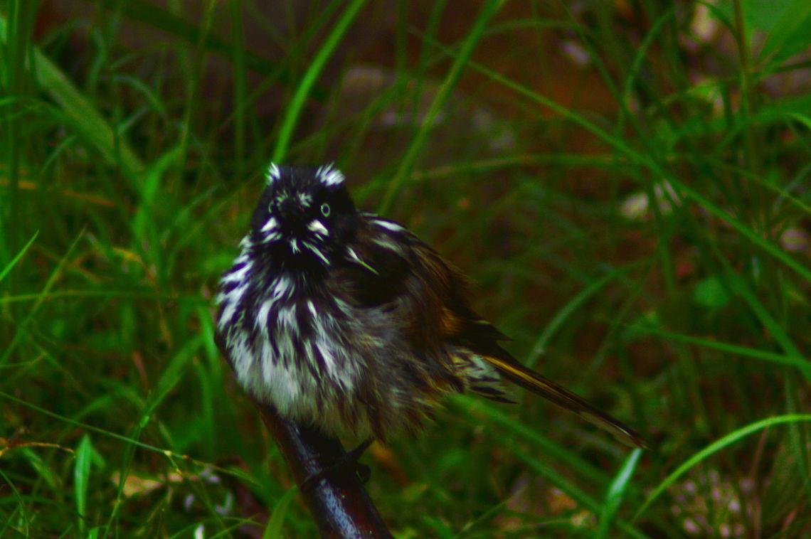 Wet Feathers A NewHolland Honeyeater wrinkles out the plumage having cooled off in the nearby stream Australia,Birds,Geotagged,Honeyeaters,New Holland honeyeater,Phylidonyris novaehollandiae,Summer