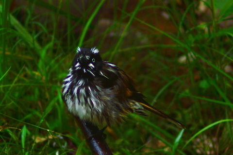 Wet Feathers A NewHolland Honeyeater wrinkles out the plumage having cooled off in the nearby stream Australia,Birds,Geotagged,Honeyeaters,New Holland honeyeater,Phylidonyris novaehollandiae,Summer