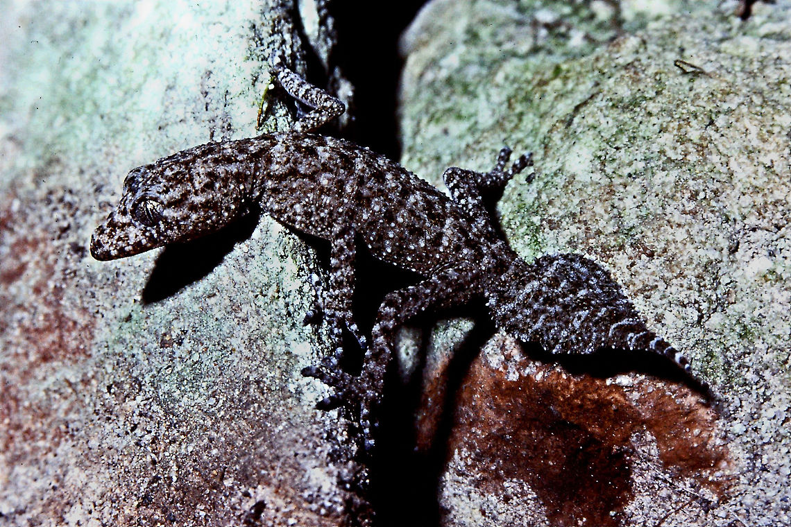 Southern Leaf-Tailed Gecko A Southern Leaf-Tailed Gecko perched on a rock crevice Australia,Geckos,Geotagged,Lizards,Reptiles,Saltuarius swaini,Sothern Leaf-tailed Gecko,Southern Leaf-tailed Gecko