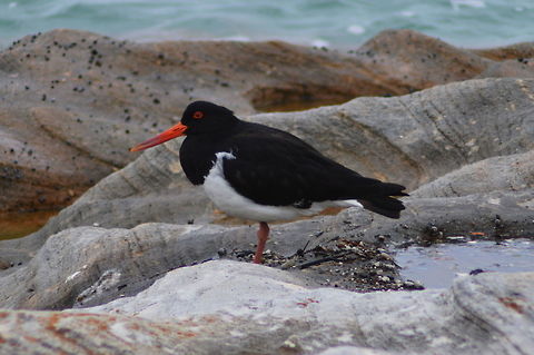 Pied Oystercatcher Portrait of the Pied Oystercatcher Australia,Geotagged,Haematopus longirostris,Pied Oystercatcher,Pied oystercatcher,Summer,shore birds