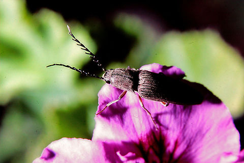 Click Beetle Portrait of a Click Beetle Coleoptera  Elateridae  Australia,Beetles,Click Beetle,Geotagged,Insects