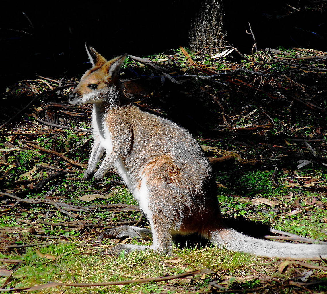 Tammar Wallaby Portrait of the Tammar Wallaby Australia,Geotagged,Macropus eugenii,Marsupial,Tammar Wallaby,Tammar wallaby,Winter