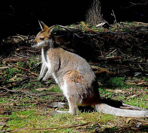 Tammar Wallaby Portrait of the Tammar Wallaby Australia,Geotagged,Macropus eugenii,Marsupial,Tammar Wallaby,Tammar wallaby,Winter