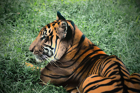 South China Tiger Portrait if the rare and endangered South China Tiger - Panthera tigris amoyensis Big Cats,China,Geotagged,Panthera tigris amoyensis,South China Tiger,South China tiger,Summer,Tiger
