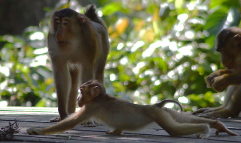 The Steal Southern Pig-Tailed Macaques steal food from the Orangutan at the Sepilok Centre in Malaysia  Geotagged,Macaca nemestrina,Malaysia,Southern Pig-Tailed Macaques,Southern pig-tailed macaque,Winter