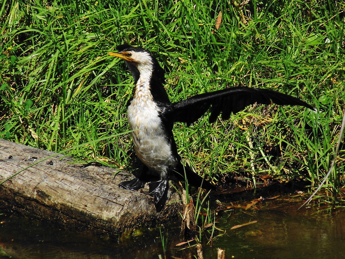 Drying Time A Little Pied Cormorant dries out after swimming for food in the lake Australia,Birds,Cormorants,Geotagged,Little Pied Cormorant,Microcarbo melanoleucos,Spring