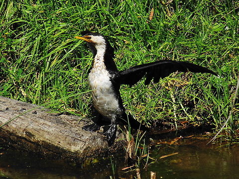 Drying Time A Little Pied Cormorant dries out after swimming for food in the lake Australia,Birds,Cormorants,Geotagged,Little Pied Cormorant,Microcarbo melanoleucos,Spring