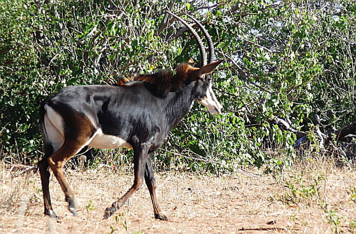 Sable Antelope A Sable Antelope wanders the bush lands of Chobe National Park in Botswana  Antelopes,Botswana,Fall,Geotagged,Hippotragus niger,Sable Antelope,Sable antelope