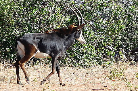 Sable Antelope A Sable Antelope wanders the bush lands of Chobe National Park in Botswana  Antelopes,Botswana,Fall,Geotagged,Hippotragus niger,Sable Antelope,Sable antelope
